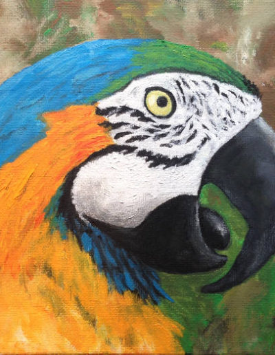 Blue Throated Macaw, endemic to Bolivia painted by Kermit Eisenhut